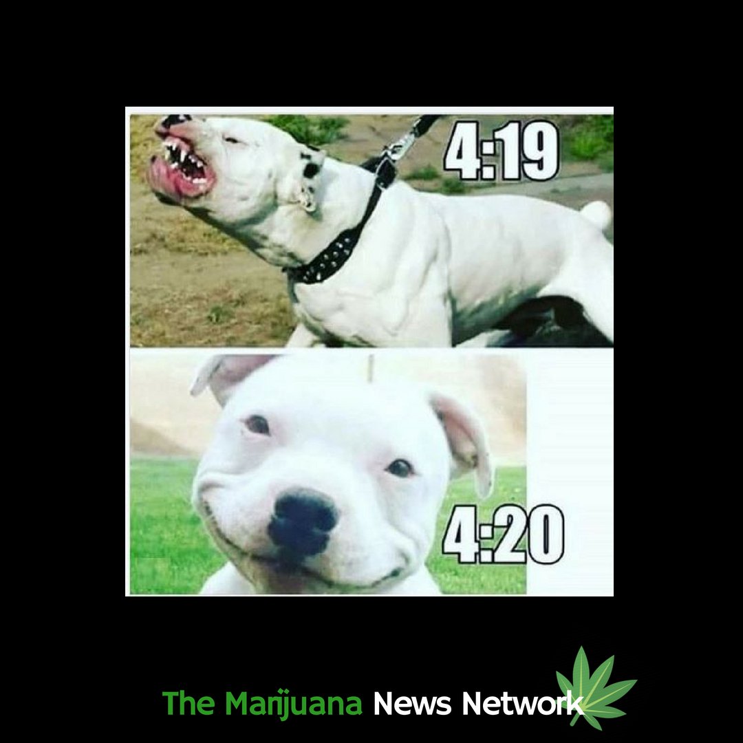 themarijuananew's tweet photo. Guess what !! https://t.co/yKf1Xw2K7i