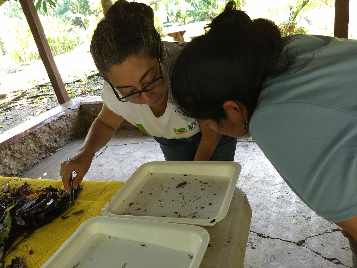 scolelte_mx's tweet photo. Participamos desde 2015 en un proyecto para el monitoreo de la calidad del agua de cuatro sitios dentro de la cuenca del Río Usumacinta. Se llevó a cabo la jornada de re-certificación a #Técnicos para el #Monitoreo de #CalidadDelAgua a cargo de #GlobalWaterWatch (GWW). https://t.co/cviEGS9Nkg