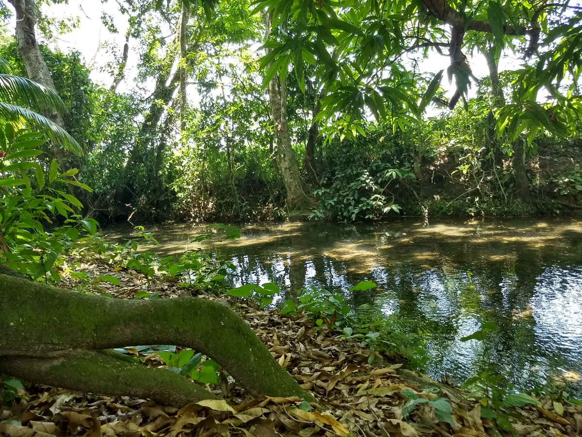 scolelte_mx's tweet photo. Participamos desde 2015 en un proyecto para el monitoreo de la calidad del agua de cuatro sitios dentro de la cuenca del Río Usumacinta. Se llevó a cabo la jornada de re-certificación a #Técnicos para el #Monitoreo de #CalidadDelAgua a cargo de #GlobalWaterWatch (GWW). https://t.co/cviEGS9Nkg