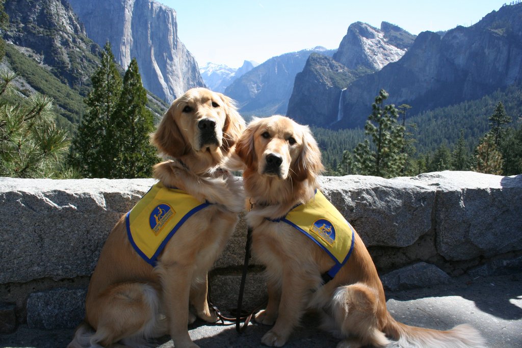 canineorg's tweet image. Take us back to the weekend where adventures live! #please #puppymonday