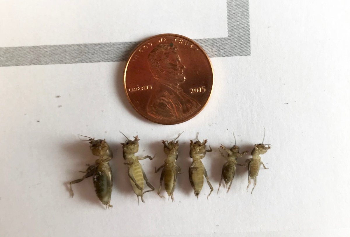 UFTurfTeam's tweet photo. Soapy water flushes are bringing up early instar southern and tawny mole crickets in Alachua and Marion Co. Good time to treat, if needed! #UFBugs #invasivespecies - @adamGdale https://t.co/fH06mEwBXK