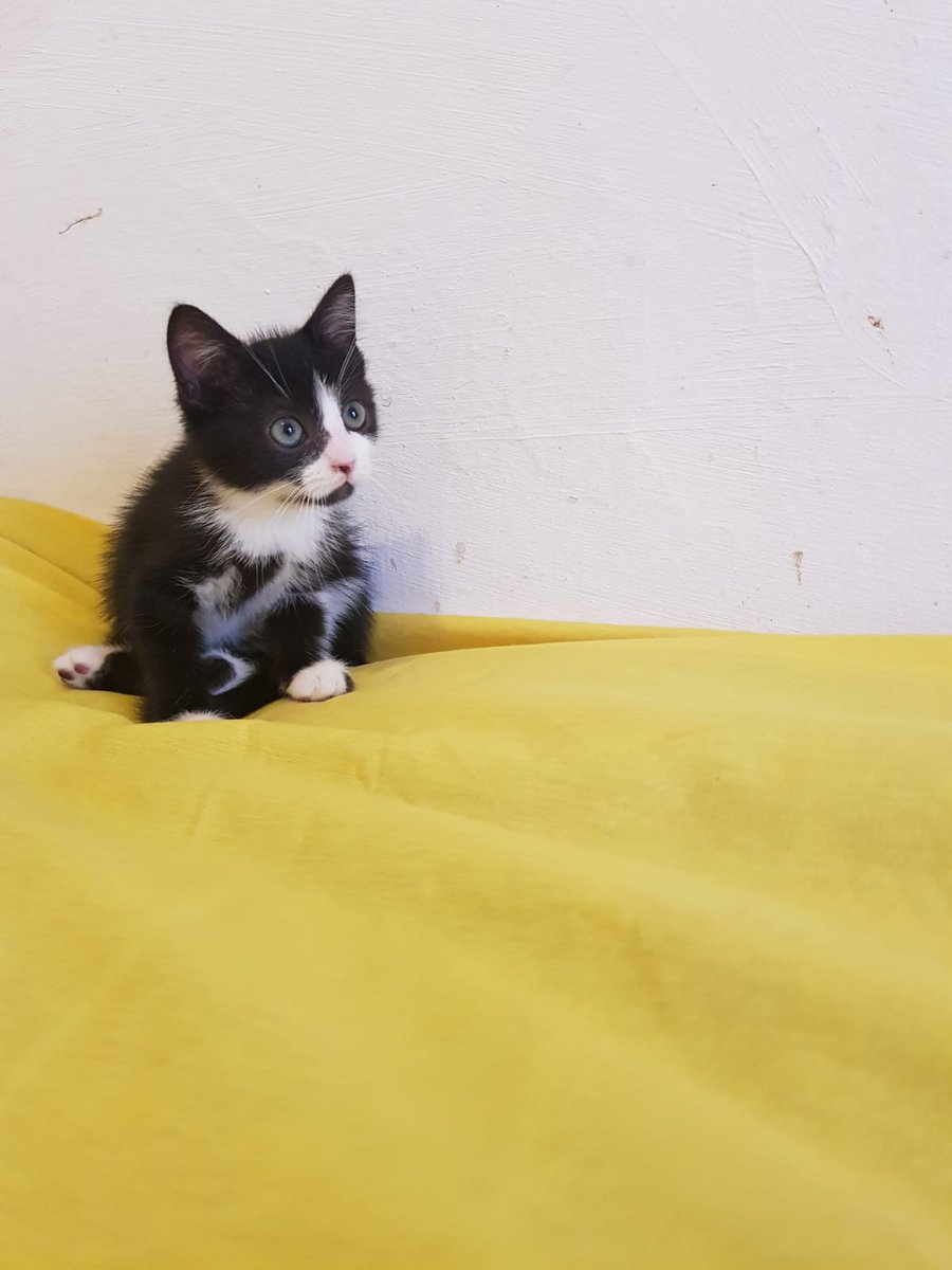 2 aylik Mini kizimiz artik omurluk olacak ailesine gitmek istiyor. Paylasark yuva bulmasina yardim edermisiniz? Kuru mama yiyor ve kum kullaniyor.
Kadikoy / 0532 626 34 32