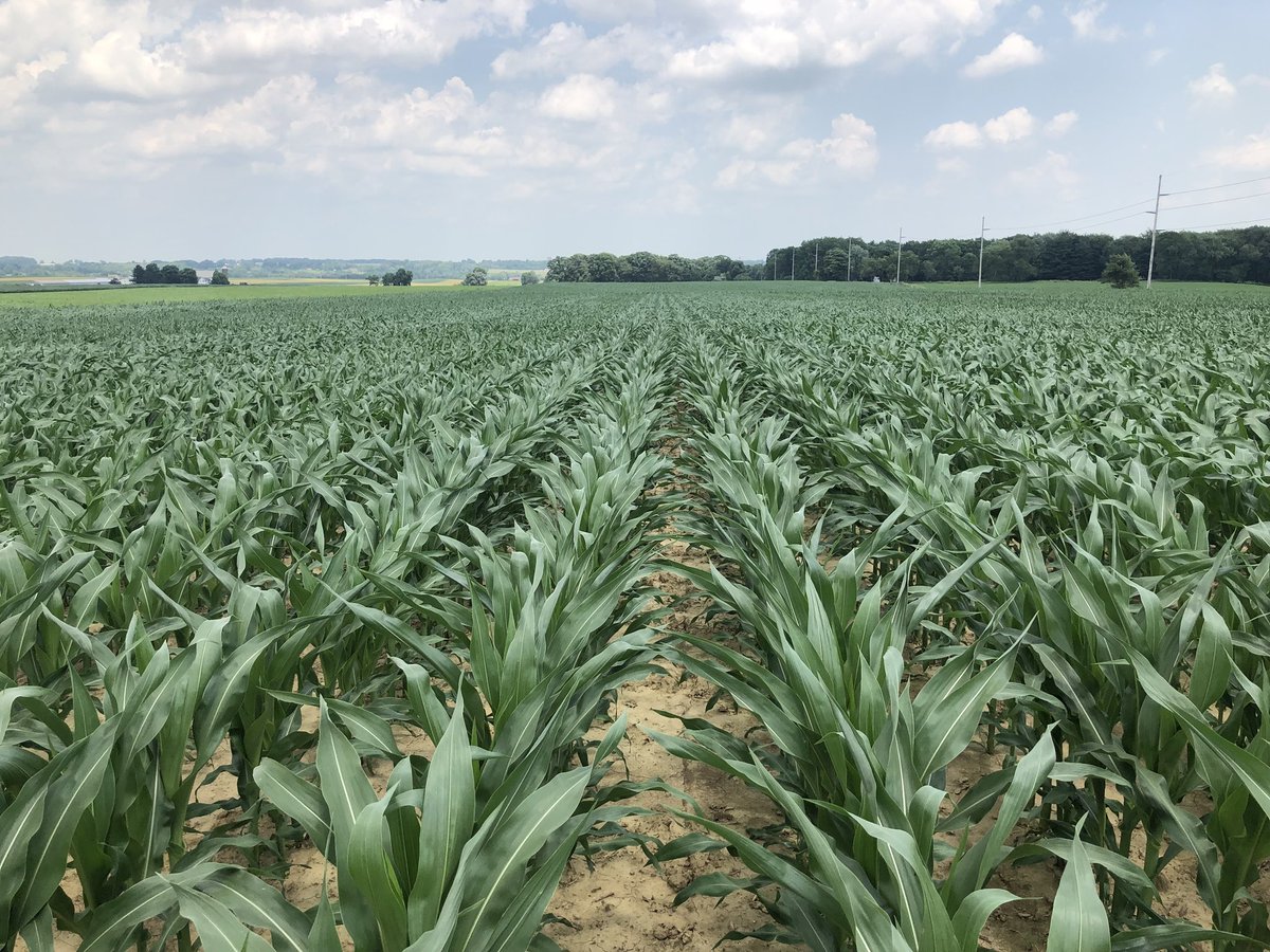 AgroDillon's tweet photo. MY04G26 has a nice upright leaf and good height. Looks awesome in plots near Wooster! #myYield #mycogen https://t.co/UN4jwVTA9a
