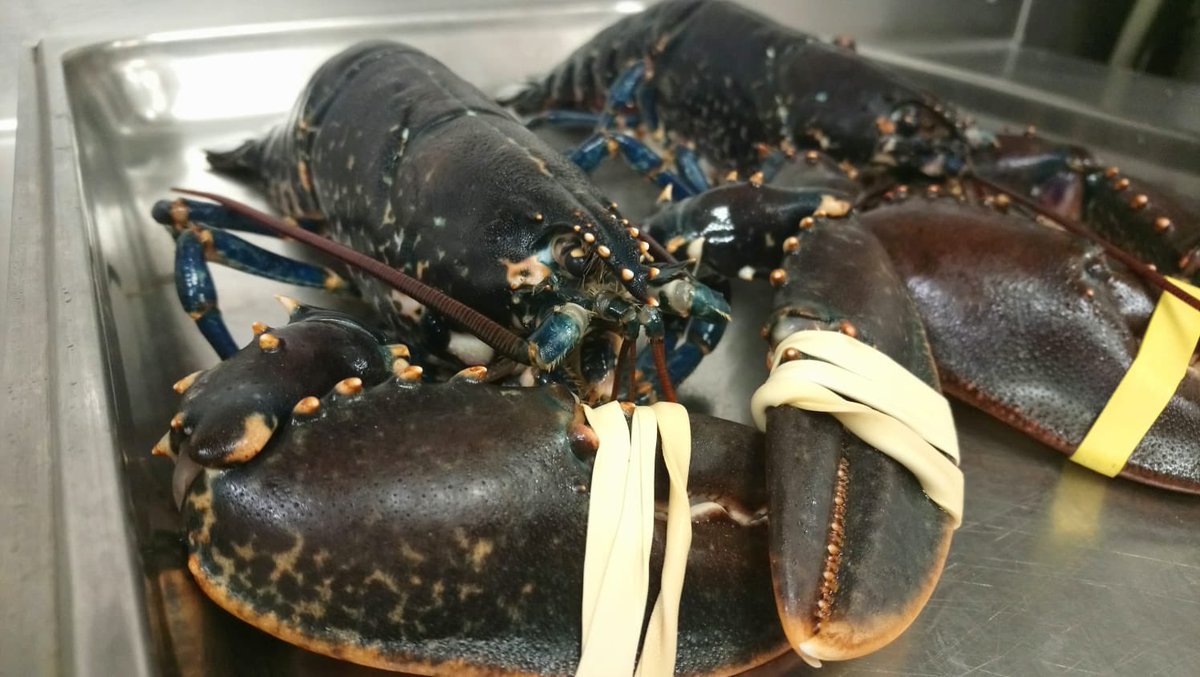 RteAndere's tweet photo. ¿Os acordáis del Salpicón de bogavante azul? Aquí tenéis varios ejemplares de este tipo de bovagante que han llegado a nuestra cocina.

En el Restaurante Andere, una de nuestras señas es la calidad en nuestras materias primas. https://t.co/UejKpPYUz3