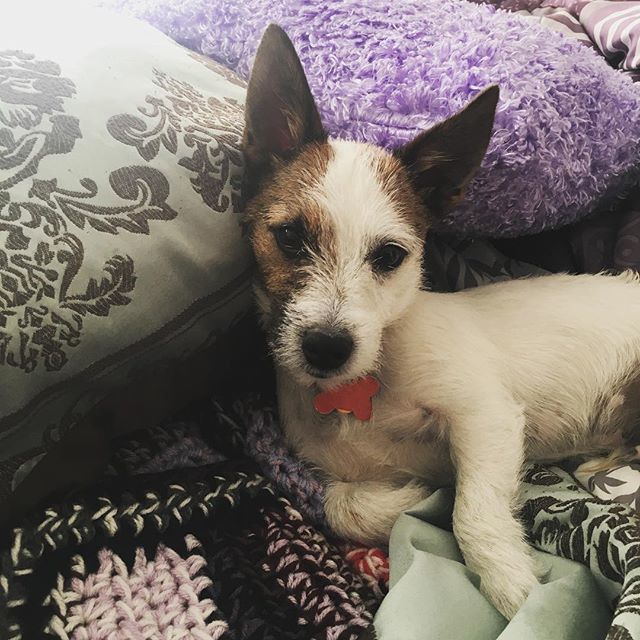 Nova_Kepler's tweet photo. Look at this sassy bean #dog #dogsofinstagram #dogs #puppy #puppylove #jackrussell #jackrussellterrier #instadog #dogoftheday #puppiesofinstagram #puppygram #puppylife #dogdrive #pups #jackrussellsofinstagram #terrier #jackrussellterrier #mybabies #babi… https://t.co/20nhZeryMi https://t.co/BO9HPVEIEh