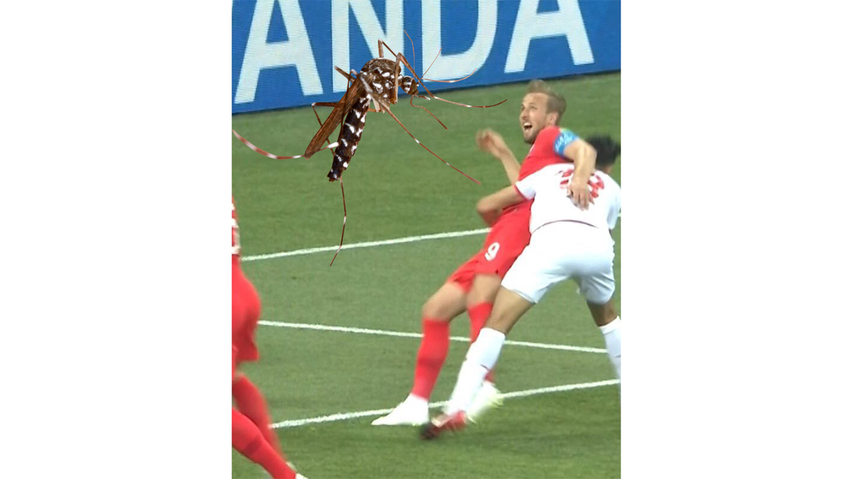 TchoukMaster22's tweet photo. The Tunisian player was saving Harry from a giant mosquito! Saved his life! #WorldCup #ENGTUN https://t.co/neTjCseCiL