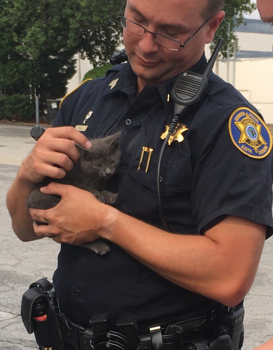 Lexington Sheriff On Twitter It S Not Every Day A Deputy Is Flagged Down And Told I Can Hear A Kitten Crying From Inside My Car When I Drive With The Help Of