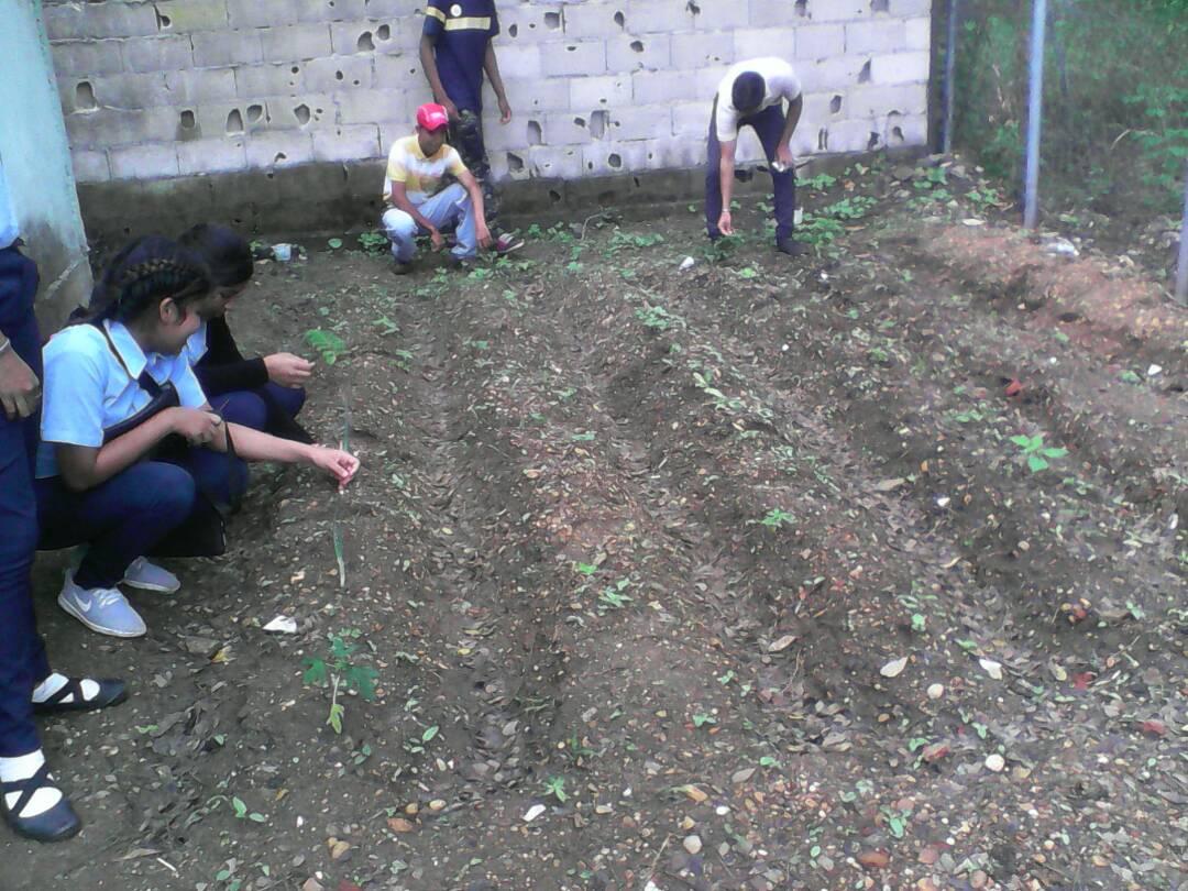 Estudiantes de la U.E.N Pedro Itriago Chacin trasplantando matas de Aji en el conuco <a href="/zoneducguarico1/">@zoneducguarico18</a> <a href="/JauaMiranda/">Elías Jaua</a>
