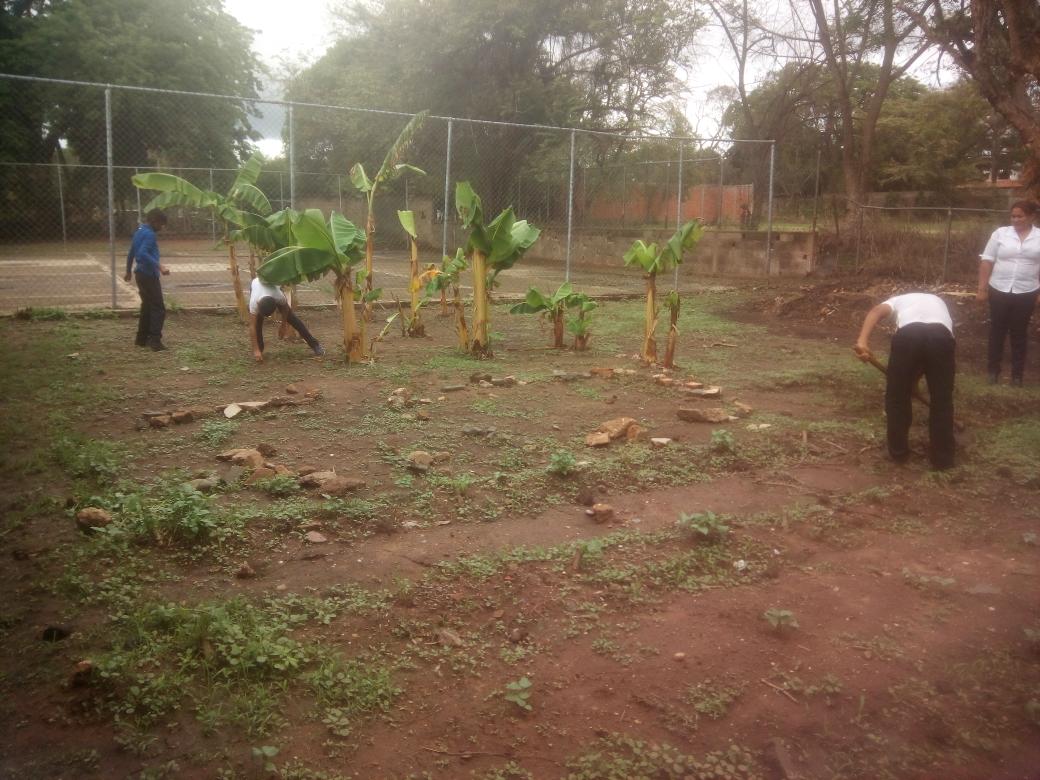 Nuestros estudiantes de el G.E Rafael Paredes realizando limpieza al conuco escolar <a href="/zoneducguarico1/">@zoneducguarico18</a> @MPPEDUCACION