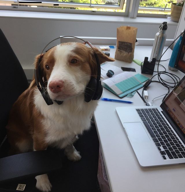 visier's tweet photo. Penny is still a little shy on the phone, but we think with more treats she'll be a real star! Can you guess what breed Penny is?
. . . .
#visierdog #officedog #dogofinstagram #visierlife #visier #techspaceyvr #techvancouver #techcrunch #saas #hranalyti… https://t.co/Yxz5jAfpoJ https://t.co/M0I96UQGNN