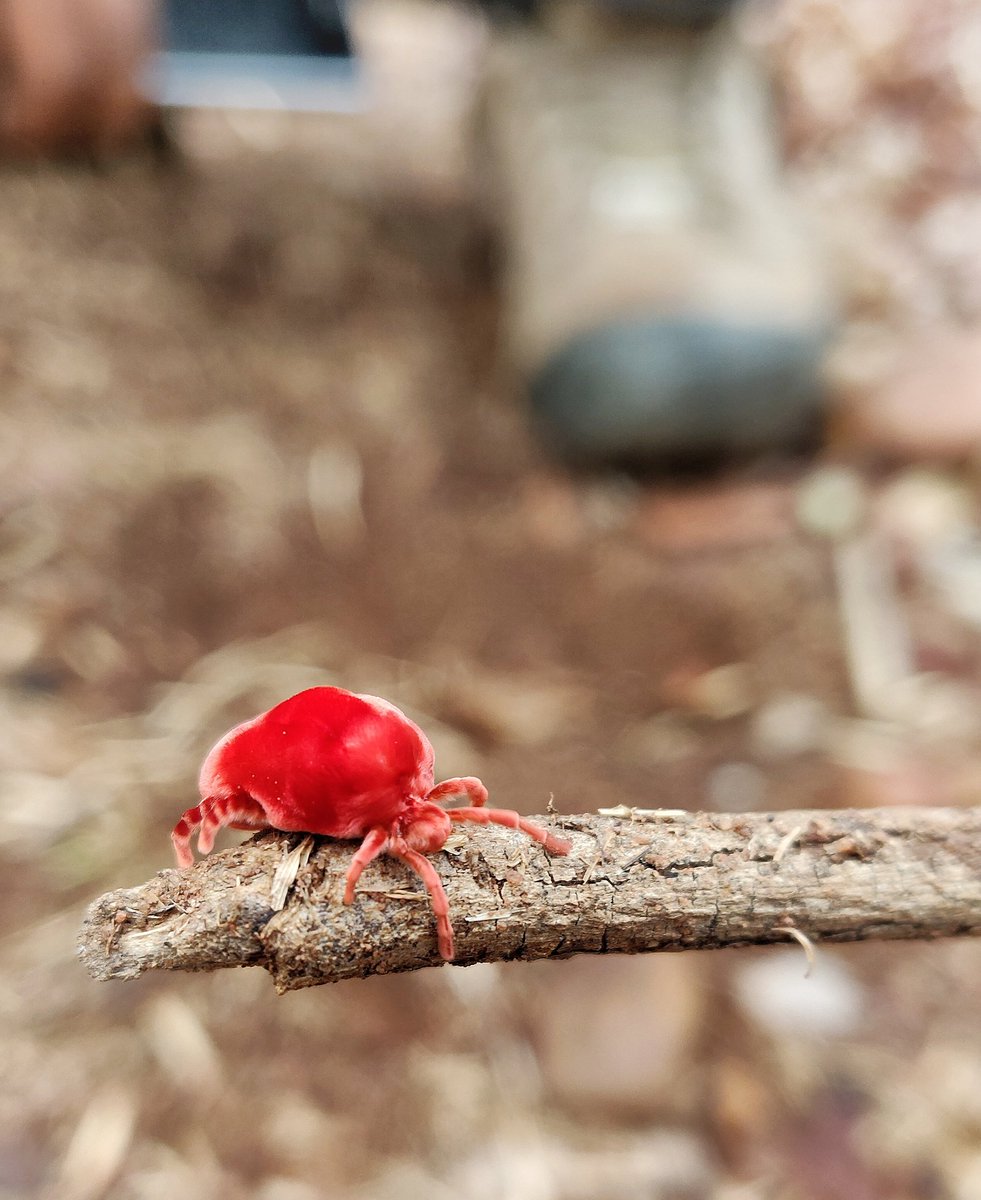 Wild_Spirit99's tweet photo. Red velvet mite
#oneplusclick #onplus6macro #oneplus6 #macrophotography #oneplusindia @oneplus @OnePlus_IN https://t.co/YVp95koa77