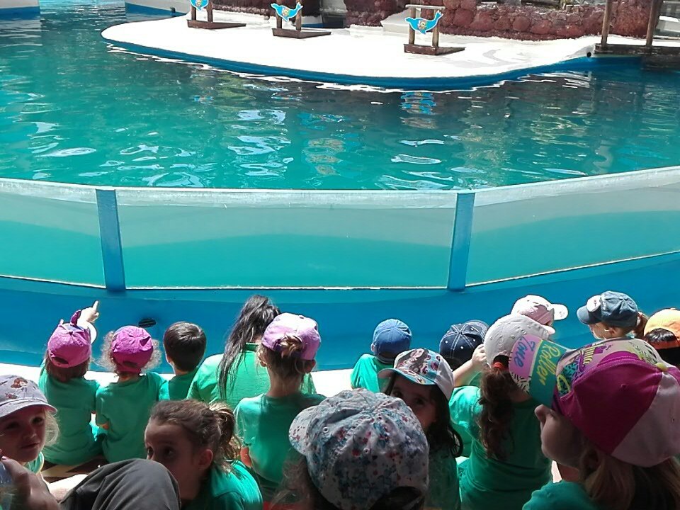 P5Bsmdlv's tweet photo. 🌊¡Aysss que empieza ya el show de los leones marinooos! 🐙🐙🐳🐳 ¡nerviositos están! @Natalia_Nazaret @NazaretArrecife #Colonias2018 https://t.co/XPwVUSKq23