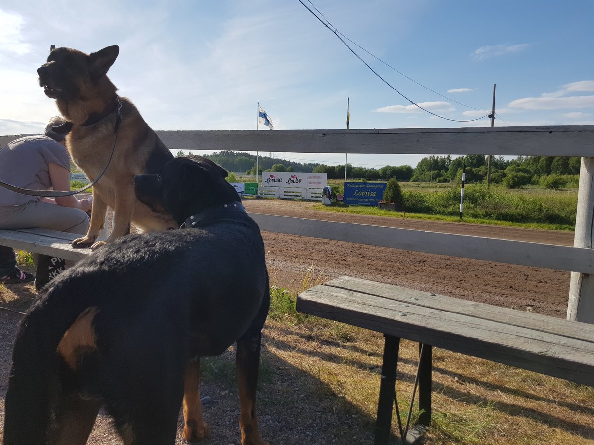jukkaniskanen's tweet photo. Lämmityshavainto @loviisanravit L3 #4 Tireless Survivor ++. Paikalla lämmitystarkkailijat #Urpo ja #Toope. #urhojatoto #ravit #kesäravit https://t.co/lFOYffRP5H