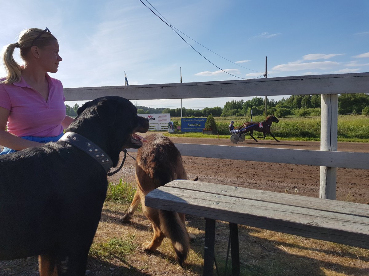 jukkaniskanen's tweet photo. Lämmityshavainto @loviisanravit L3 #4 Tireless Survivor ++. Paikalla lämmitystarkkailijat #Urpo ja #Toope. #urhojatoto #ravit #kesäravit https://t.co/lFOYffRP5H