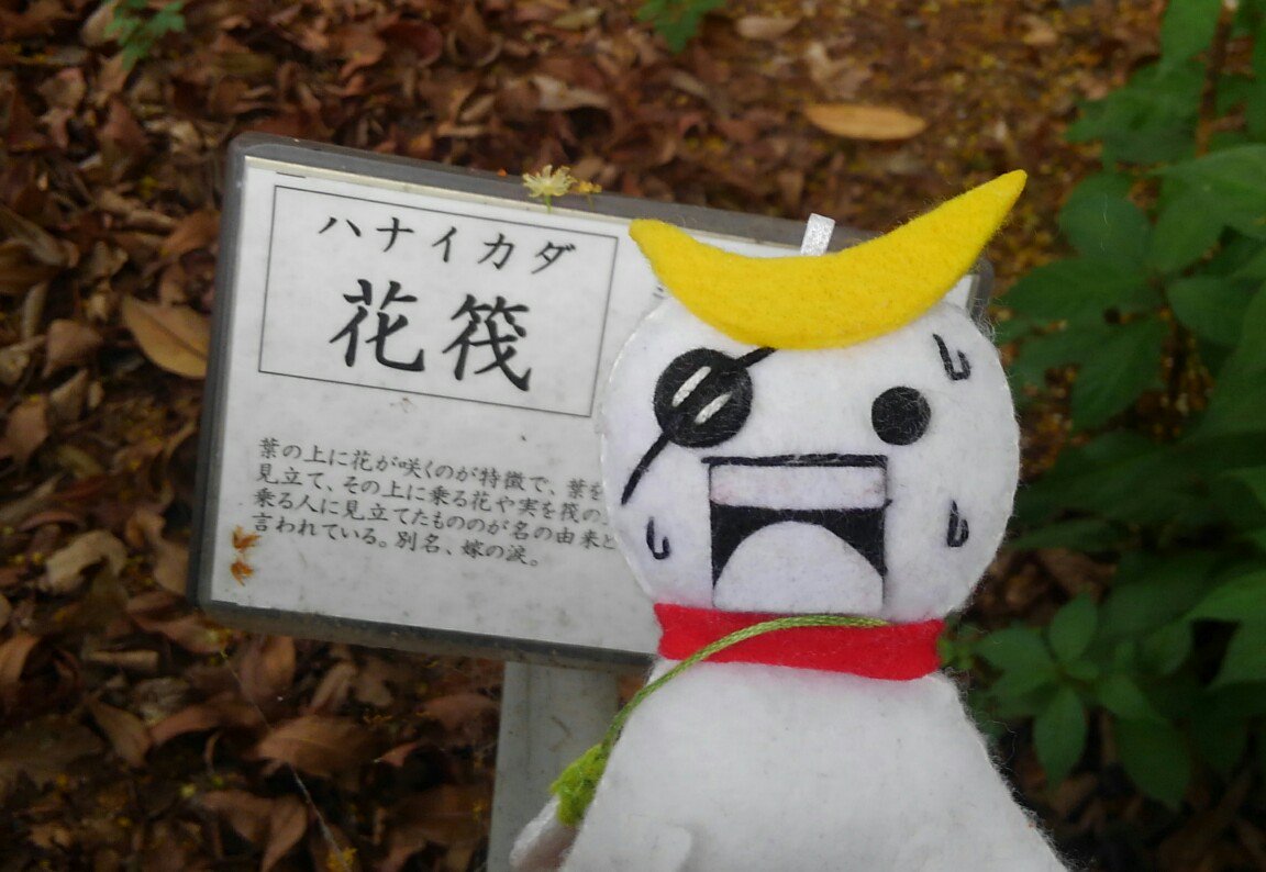 LUPIN97057353's tweet photo. ハナイカダ…あらイカだ…

#てる政宗 https://t.co/q2RlJie804