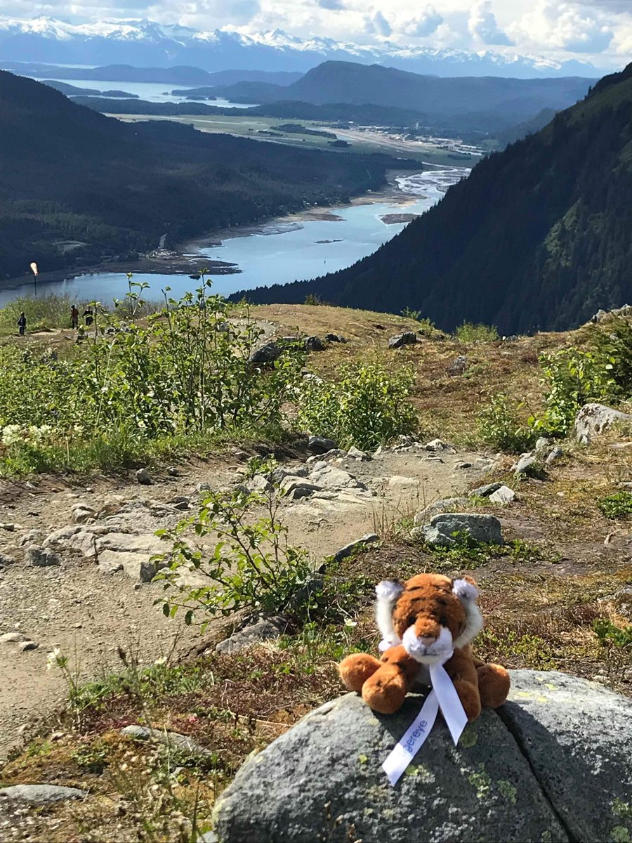 Tiger_Eye_UK's tweet photo. We received a great #tigeradventure shot from a colleague's daughter this weekend, all the way from #Alaska - not usually their natural habitat but for that view it might have to be! https://t.co/XuoB0MWyFM