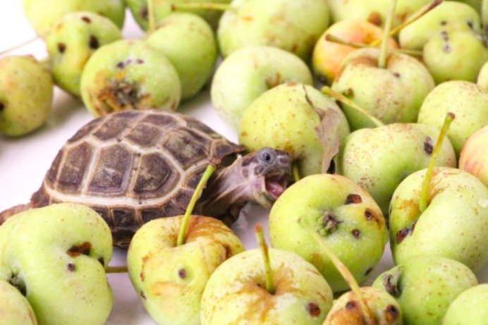 Turtles! (@turtlecentral) on Twitter photo 