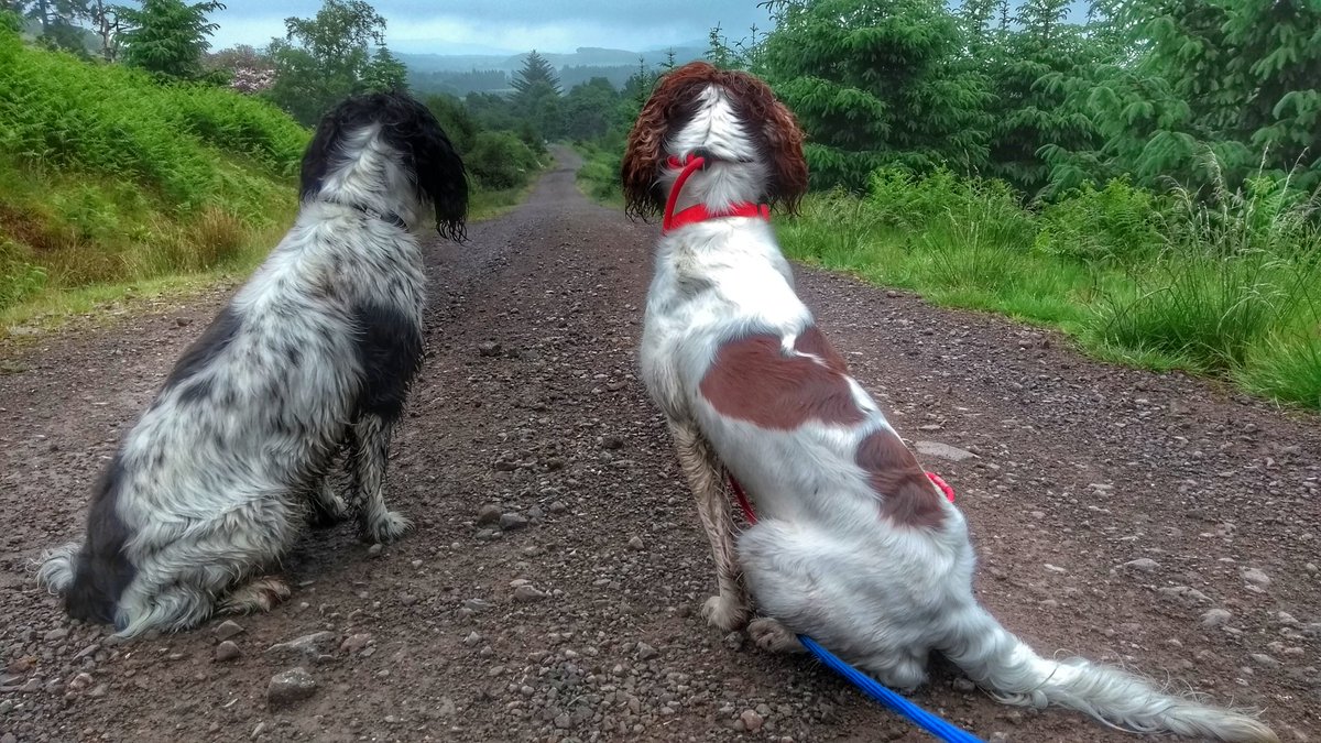 onefoto1's tweet photo. The road ahead...
#dogs #scotland #Clackmannanshire  #onefoto https://t.co/eeojj7HvsW