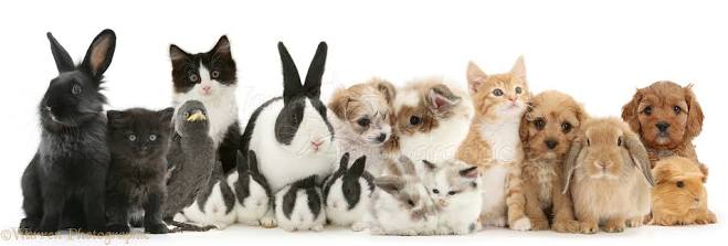 linahartono54's tweet photo. Together is funny and have many friend is very gladness 😊😊look at below 😊😊 #FunniestTweets #cuteoverloads #cuteanimals #NationalBestFriendsDay #berpepatah #animals_with_u https://t.co/sPeop0MTzt