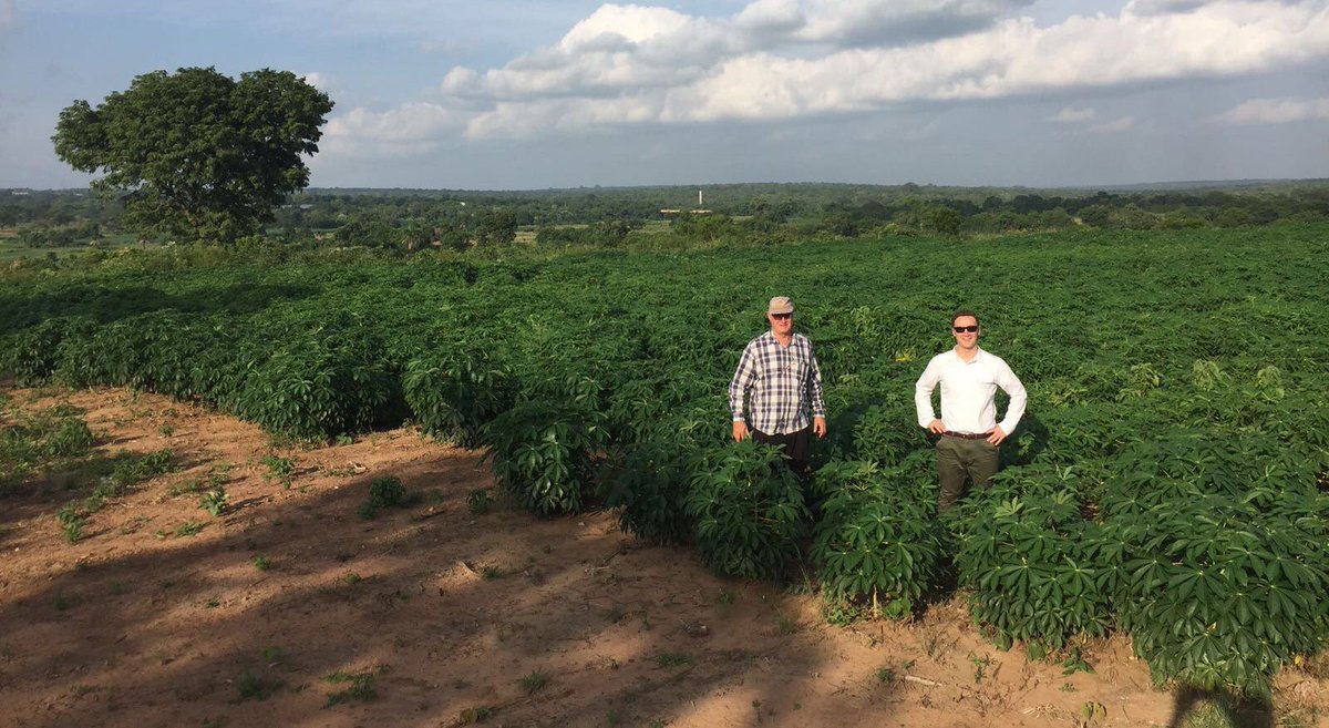 RTB_CGIAR's tweet photo. Martin Fregene of @AfDB_Group: “We need a robust seed system of improved #cassava varieties, incl. biofortified varieties. Excellent to see @gatesfoundation financing SAH rapid multiplication system." Learn more on #BASICSproject website: https://t.co/uCGdzQfqDU #GCP21BENIN2018 https://t.co/H3G3XRhKDJ
