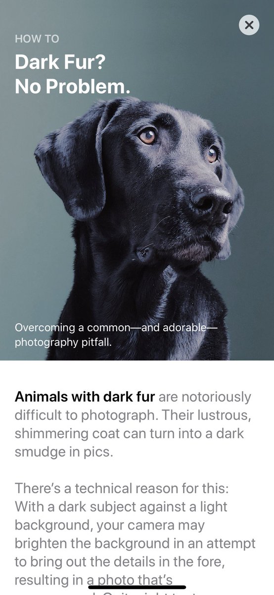 Joelle_writes's tweet photo. Love this how to in the App Store today. Good tips for photographing dark fur. #AdoptDontShop https://t.co/JCVmmDMgZ6