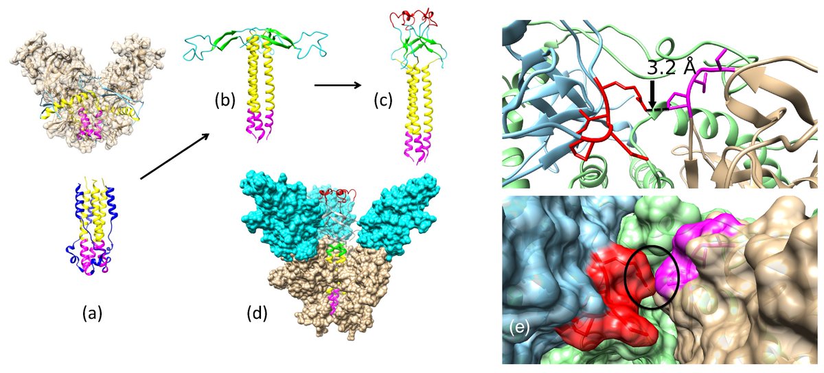 Biomol_MDPI's tweet photo. "Structural transition and antibody binding of Ebola GP and Zika E proteins from pre-fusion to fusion-initiation state" @LosAlamosNatLab has received 542 views and 215 downloads in just one month! https://t.co/Jd6Ub9qKqi #ZIKV-E #EBOV-GP #prefusion #fusiontransition https://t.co/c365yBLwDj