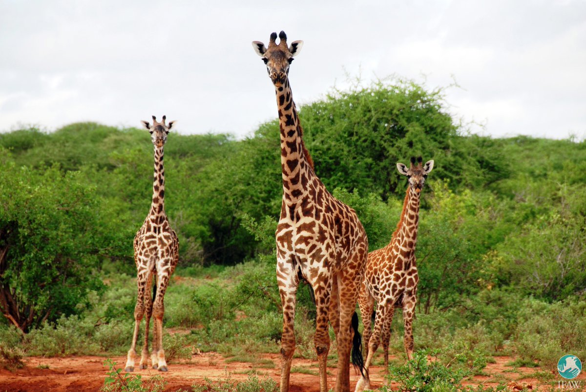 ifawglobal's tweet photo. Animals have intrinsic value to the planet. They provide us with undeniable beauty, help maintain healthy ecosystems and often transform landscapes. What motivates YOU to protect animals and the places they call home? #MondayMotivation https://t.co/ss2LiRmWOo
