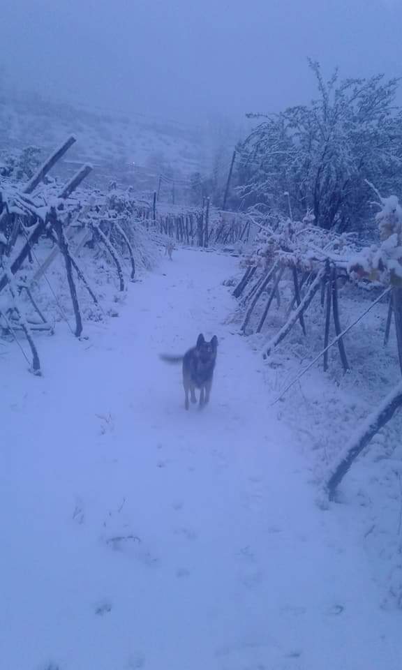 mi querido Valle Del Elqui con todos sus cerros nevados # valledelElqui # maribeliita ❄❄❄😀 alcohuaz ❄cerro peralillo ❄horcon  #ValleDeElqui