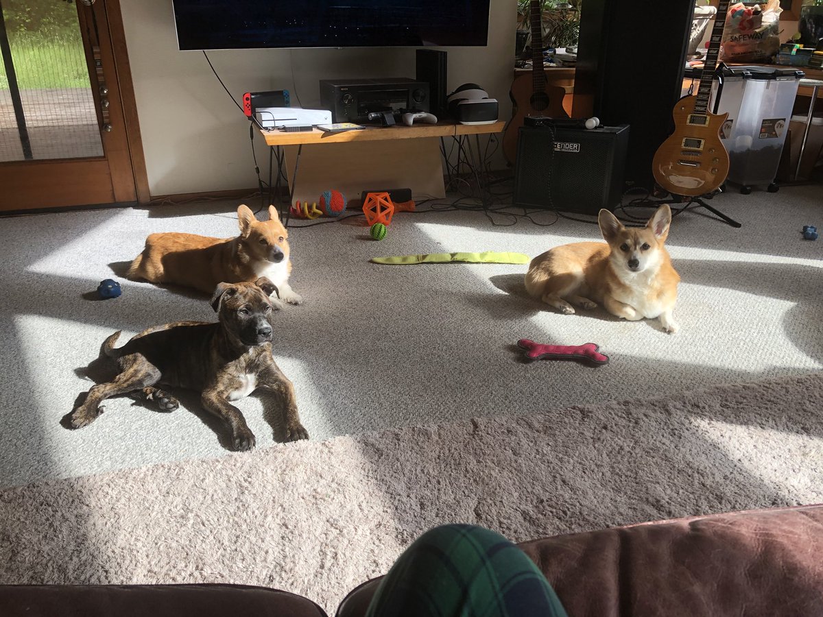 gummby's tweet photo. When there is a sunbeam for every doggie. #dogenbrick #kitemccloud #samusshepard https://t.co/gLllU1W51p