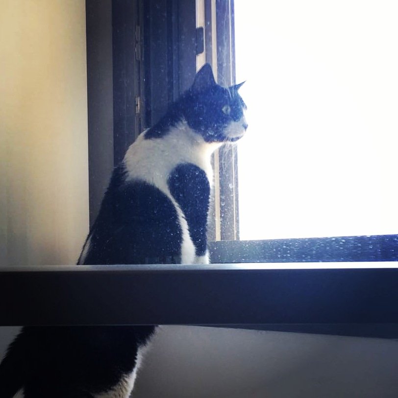 ClaudePapyr's tweet photo. What is going on out there 
#cat #photography https://t.co/cIfXGuXOqy