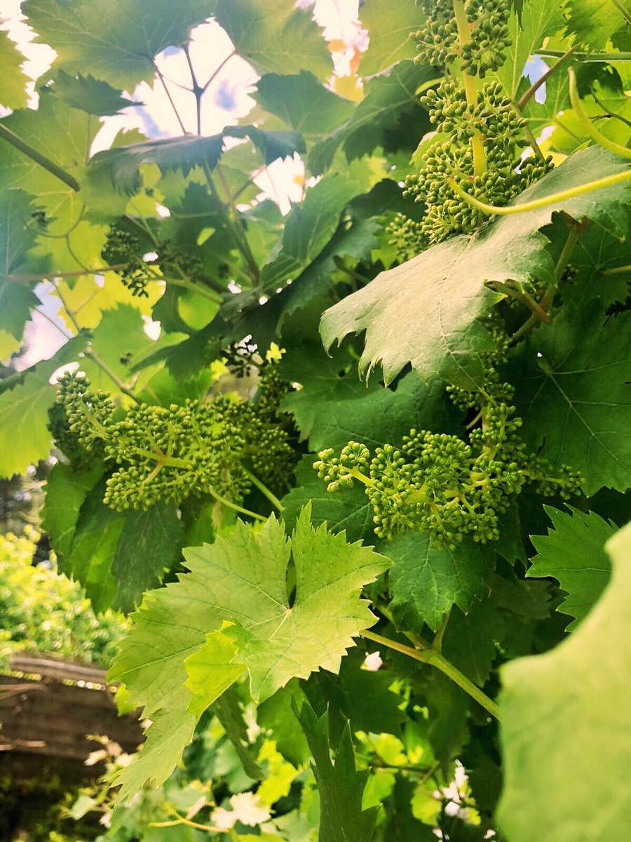 Turmeon_Vermut's tweet photo. ¡Empieza a florecer en #BodegasJaime! Es el momento crítico para el cuajado de la uva macabeo 🍇🍃☺️
¡Buen comienzo de semana! https://t.co/NlOK26cqmz