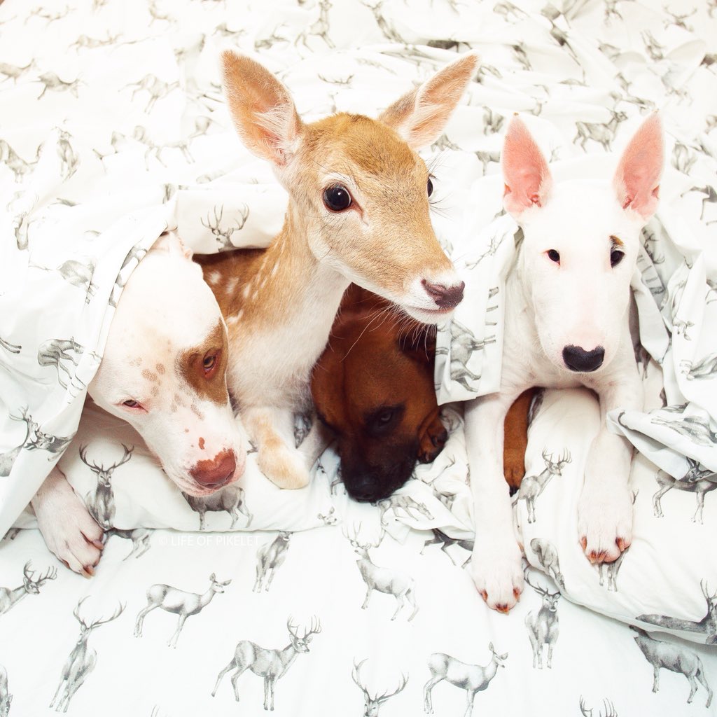 Sweet dreams... unless you’re like Pony, who is freaked out by ghost stories 👻

L-R 
Patty Cakes, Pony, Pikelet &amp; Pumpernickel ❤️🦌❤️❤️

#rescuedandloved #rescuefamily #dogsanddeer #dontbullymybreed #unlikelyfriends #interspeciesfriendships #adoptdontshop