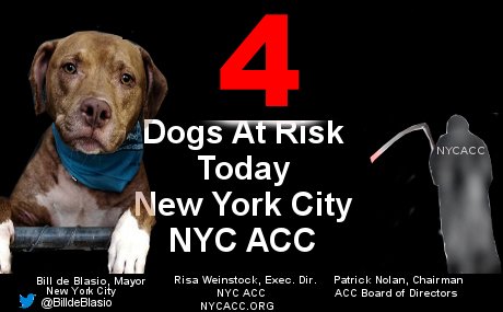 JUN 11th Alert
4 #NewYorkCity #Dogs Face Death @ #NYCACC 2DAY

#Adopt #Foster #RESCUE ... by Noon
       Homeless #Pets of  #NYC

BIOS►newhope.shelterbuddy.com/Animal/List