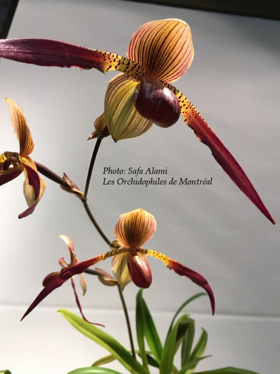 OdMorchid's tweet photo. #RéunionOdM Mai / Mai #OdMmeeting
#Orchidée des menbres /  Member's #orchid
#orchidophilesmontreal #Photo #Pic #flower #fleur #mtl #Red https://t.co/pHHrwk56rz