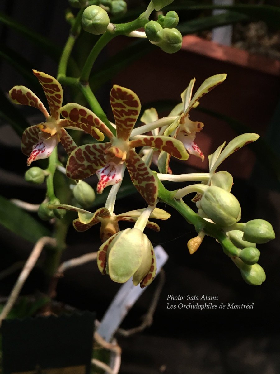 OdMorchid's tweet photo. #RéunionOdM Mai / Mai #OdMmeeting
#Orchidée des menbres /  Member's #orchid
#orchidophilesmontreal #Photo #Pic #flower #fleur #mtl #Red https://t.co/pHHrwk56rz