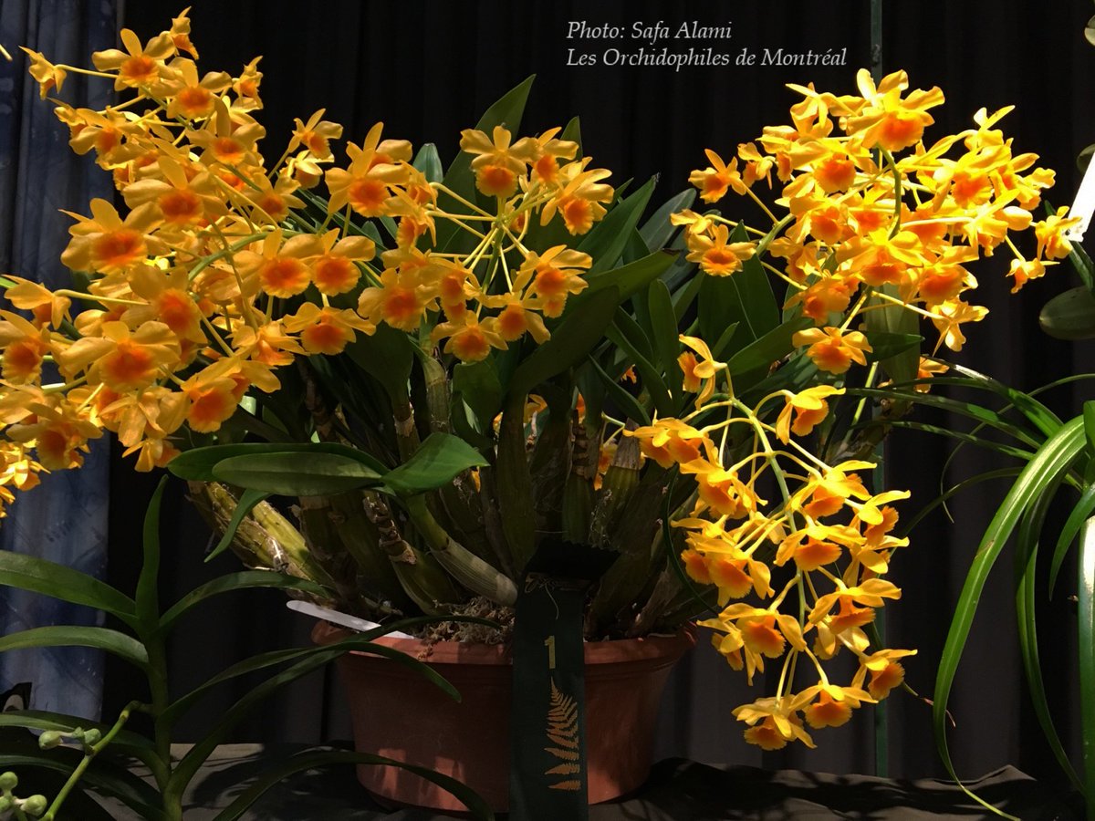 OdMorchid's tweet photo. #RéunionOdM Mai / Mai #OdMmeeting
#Orchidée des menbres /  Member's #orchid
#orchidophilesmontreal #Photo #Pic #flower #fleur #mtl #Red https://t.co/pHHrwk56rz
