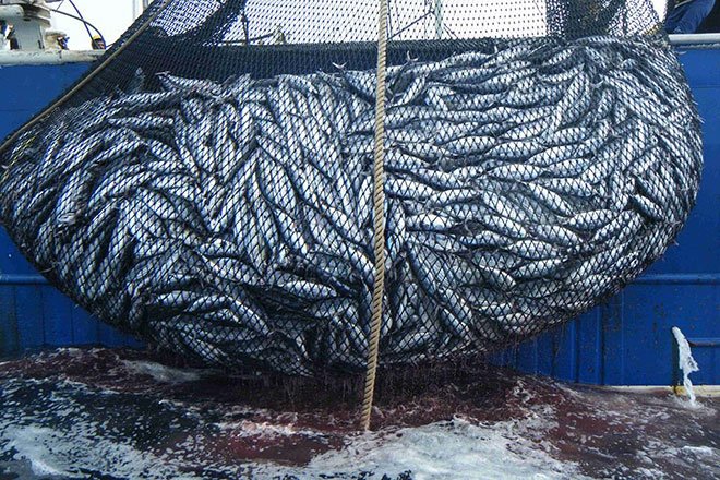 "Los mercados –en particular algunos exigentes como Europa o Japón- cuyos consumidores solicitan pescado capturado de manera sostenible, en condiciones laborales adecuadas y seguro para el consumo, son otro freno fundamental para [reducir] la pesca ilegal" radiouruguay.uy/el-combate-a-l…
