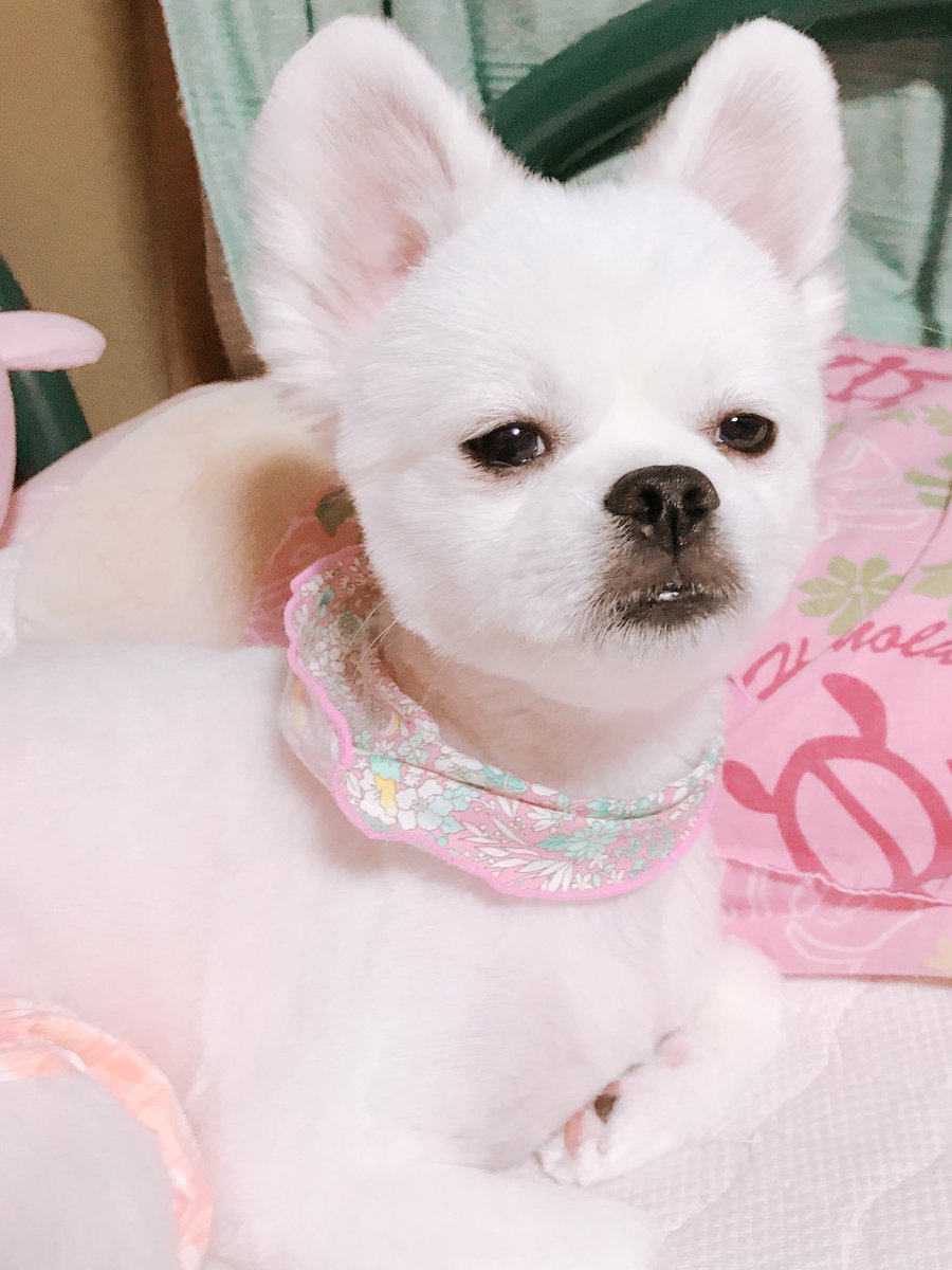 水乃シロ 初めての毛刈り カット前 カット後 毛がなくなって落ち込んでたっぽくて 違う犬じゃないかと疑う程に2日間くらい 犬相が変わってた