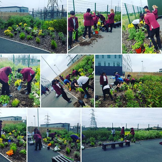 thameslifecdt's tweet photo. Hard at work getting @waywardplants into the Riverside School playground border. Lots of first time gardeners having a great time!!! Thanks to @the_rhs @barking_riverside @thameswardcp #YCAG #YoungCitizensActionGroup #ThamesWardCommunityProject #GreenUpT… https://t.co/CCSHOvId6P https://t.co/2kLemkIkqx