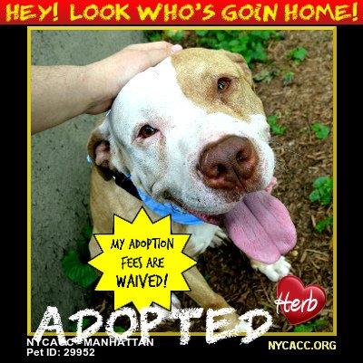 The Power of Peeps...

When Pet LuvRs RoaRR On #Twitter
              Homeless #Pets Get Noticed

Hey! Look Who's Goin Home...
      Rescued From #NYCACC #NYC

Visit Your Local Animal Shelter
#Foster #Adopt #Dogs n #Cats
      Some1 Will Luv U4 It