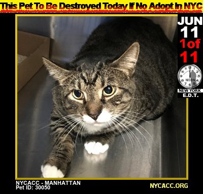 A #NewYorkCity #Kitty Conundrum...
           Nice #Cats Die Every Day at #NYCACC

2DAY, Monday, JUN 11th Is No Exception

StepUp
#Adopt #Foster #RESCUE #NYC  ... By Noon

►newhope.shelterbuddy.com/Animal/List