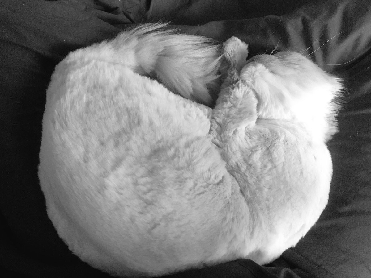 Cupcake_the_cat's tweet photo. Might as well pretend to be a loaf and sleep through the week! #KittyLoafMonday #CatsHateMonday
Day 6 of #7days7photos https://t.co/SLejT734hH