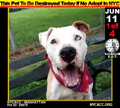 MIPooh's tweet photo. The Plight of Homeless #Pets...
     Good #Dogs Die Every Day In #NewYorkCity @NYCACC

2DAY, Monday, JUN 11th Is No Exception

#Adopt #Foster #RESCUE #NYC  by Noon
►https://t.co/8D8iJGp9cd https://t.co/Uvd2LdrLaL
