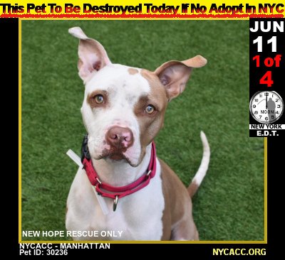 MIPooh's tweet photo. The Plight of Homeless #Pets...
     Good #Dogs Die Every Day In #NewYorkCity @NYCACC

2DAY, Monday, JUN 11th Is No Exception

#Adopt #Foster #RESCUE #NYC  by Noon
►https://t.co/8D8iJGp9cd https://t.co/Uvd2LdrLaL