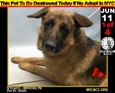 MIPooh's tweet photo. The Plight of Homeless #Pets...
     Good #Dogs Die Every Day In #NewYorkCity @NYCACC

2DAY, Monday, JUN 11th Is No Exception

#Adopt #Foster #RESCUE #NYC  by Noon
►https://t.co/8D8iJGp9cd https://t.co/Uvd2LdrLaL