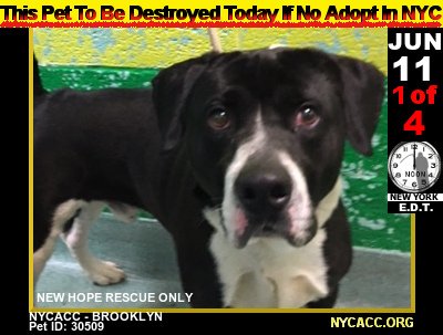 The Plight of Homeless #Pets...
     Good #Dogs Die Every Day In #NewYorkCity <a href="/NYCACC/">Animal Care Centers of NYC</a>

2DAY, Monday, JUN 11th Is No Exception

#Adopt #Foster #RESCUE #NYC  by Noon
►newhope.shelterbuddy.com/Animal/List
