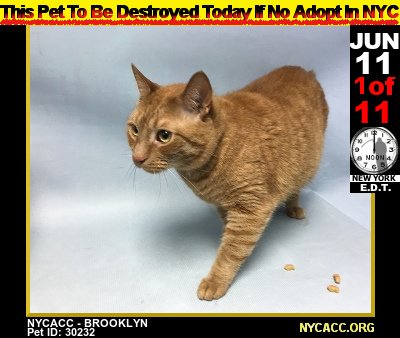 MIPooh's tweet photo. A #NewYorkCity #Kitty Conundrum...
           Nice #Cats Die Every Day at #NYCACC

2DAY, Monday, JUN 11th Is No Exception

StepUp
#Adopt #Foster #RESCUE #NYC  ... By Noon

►https://t.co/8D8iJGp9cd https://t.co/y8plbs4EY5
