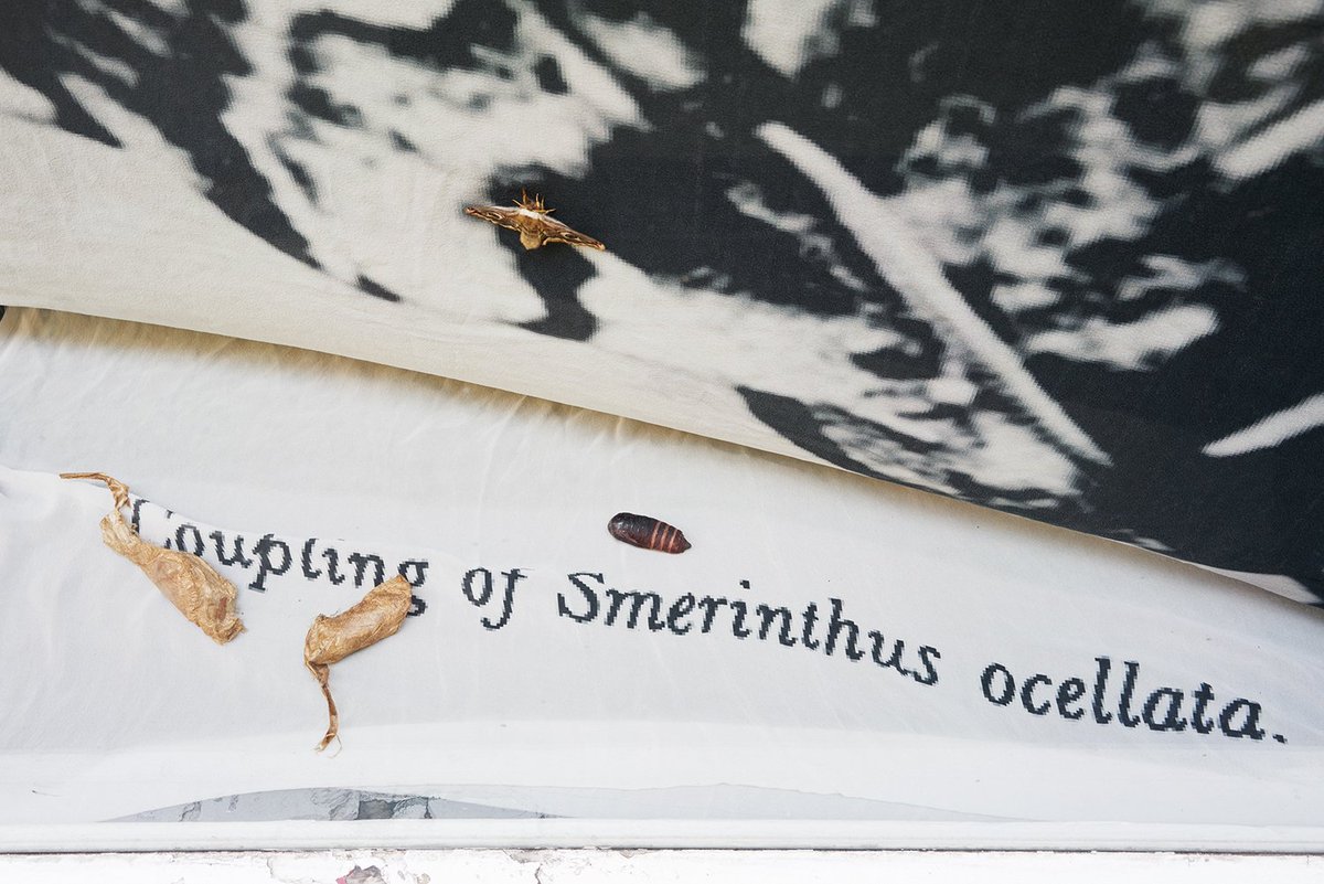 Becoming Animal with Petra FEriancova and Nicolas lamas on TZVETNIK tzvetnik.online/portfolio_page…