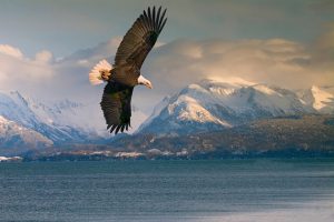 ASE360's tweet photo. #EchoAlaska, July 21-28, offers an opportunity to take a dream vacation & earn CME at the same time. Course chair @StevenLesterMD has designed this inaugural course to offer participants nearly one-on-one education from first-class expert faculty https://t.co/DpqnUKFnFI https://t.co/2hvOUKMCz0