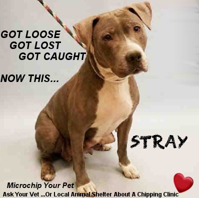 Don't Let Your #Pets Become "Stray" Statistics
For Very Little Cost
Help Your Best Friend Increase Their Chances of Coming Home If Ever Lost